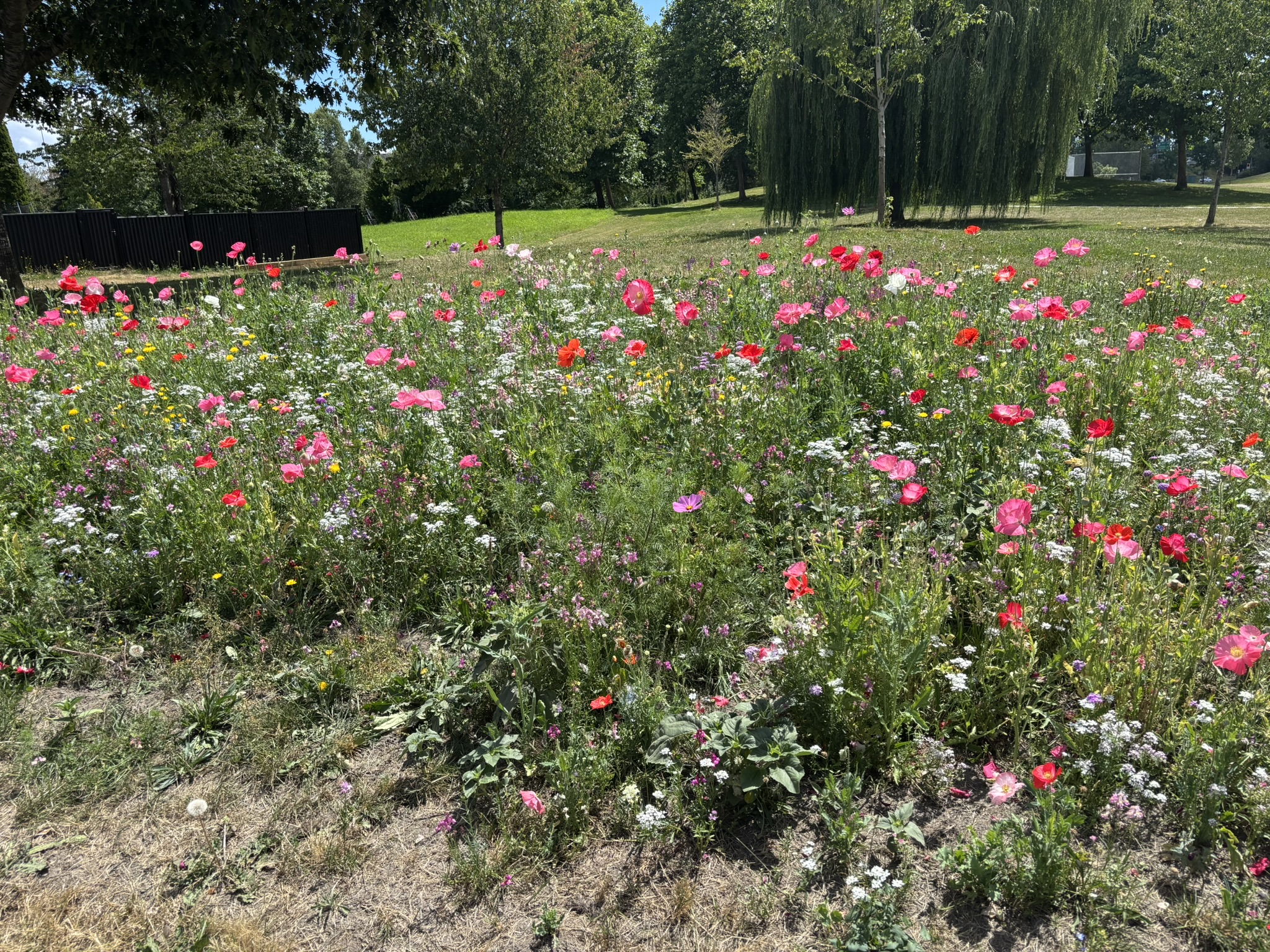 🌼 We are excited about the newest pollinator patch at McLean Park, which was created to support bees, butterflies and other beneficial pollinators in East Richmond.