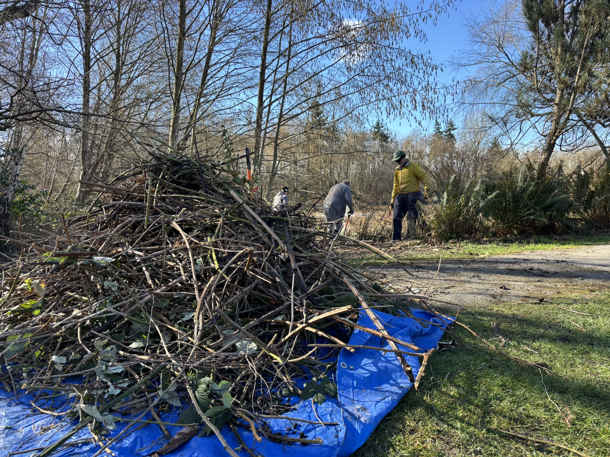 On behalf of the City and the Invasive Species Council of Metro Vancouver, thank you to the dedicated volunteers who came out to tackle the invasive Himalayan blackberry in Garden City Park. Your efforts are helping restore valuable habitat and protect local ecosystems. Join us again on Saturday, October 17, 2026 to keep the momentum going and continue these important management efforts.