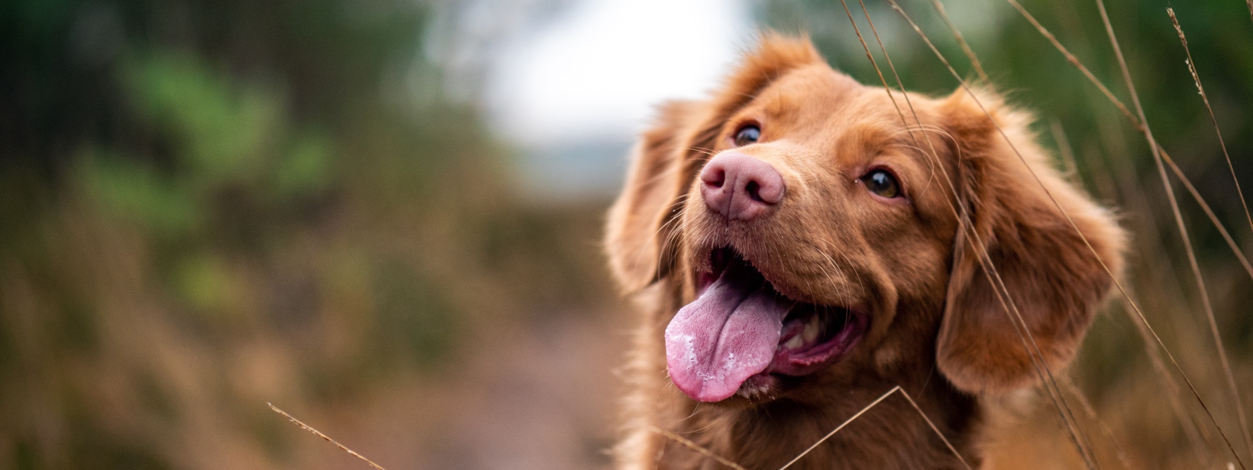 Happy dog in off-leash park