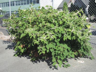 Knotweed